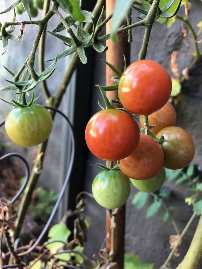 Ripening tomatoes