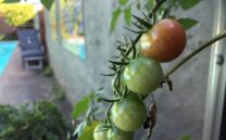 Healthy crop